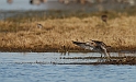 Curlew - B